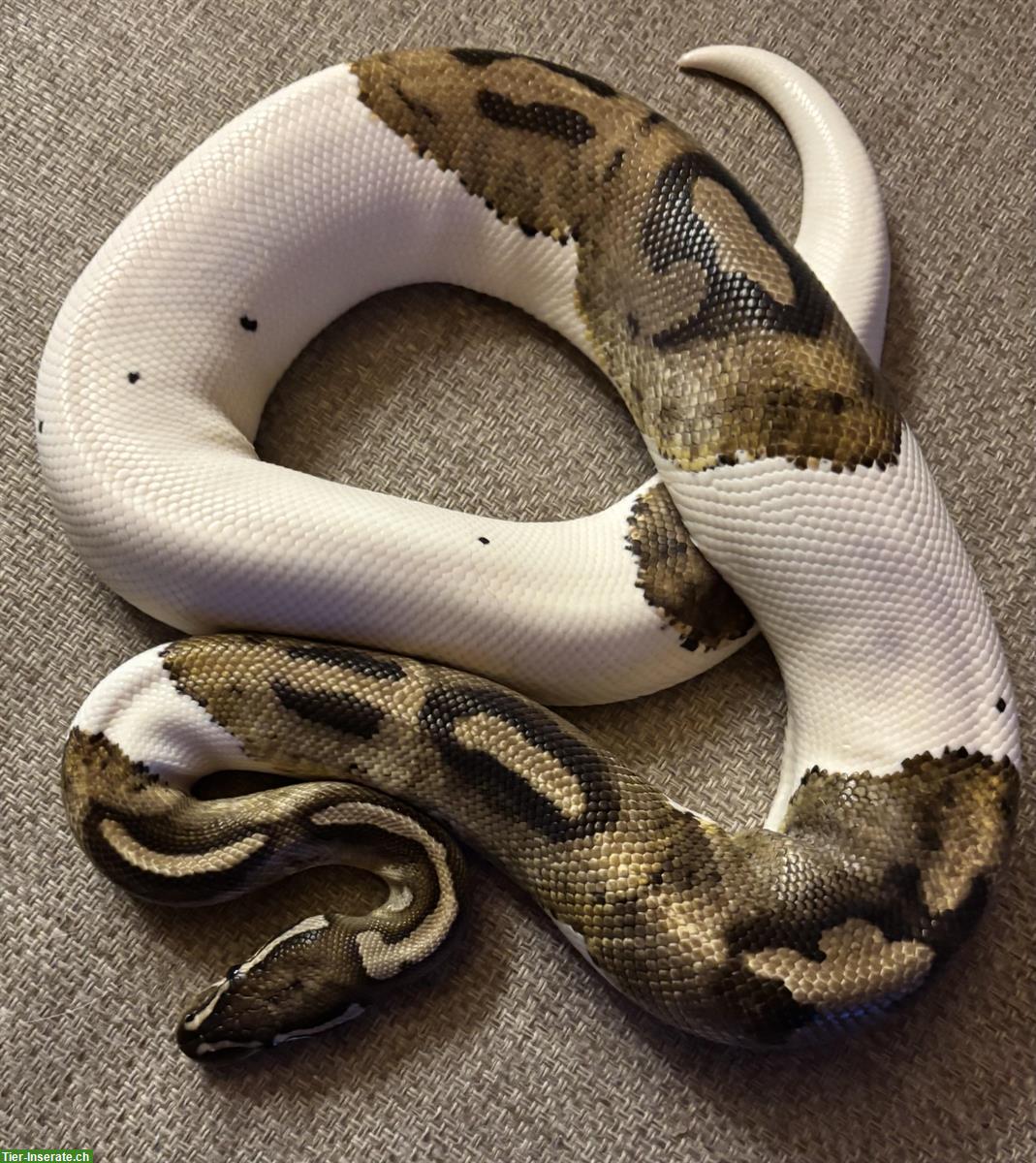 Bild 3: Königspython Piebald zu verkaufen