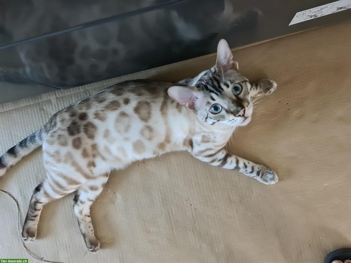 Bengalkatzen Brüder suchen dringend ein Zuhause mit Auslauf