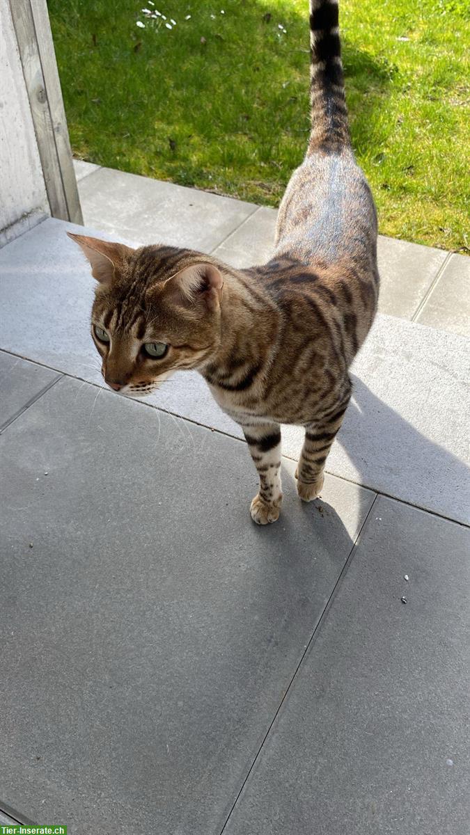 Bild 2: Bengalkatzen Brüder suchen dringend ein Zuhause mit Auslauf