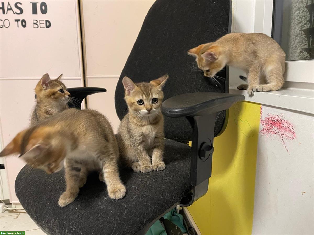 Bengal x BKH Mischling Kitten suchen 5⭐️ Zuhause