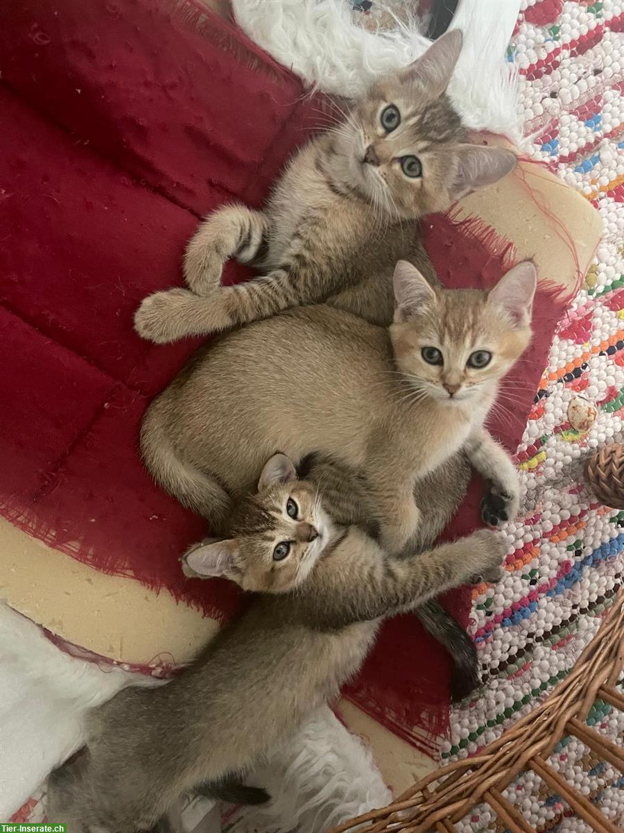 Bild 2: Bengal x BKH Mischling Kitten suchen 5⭐️ Zuhause