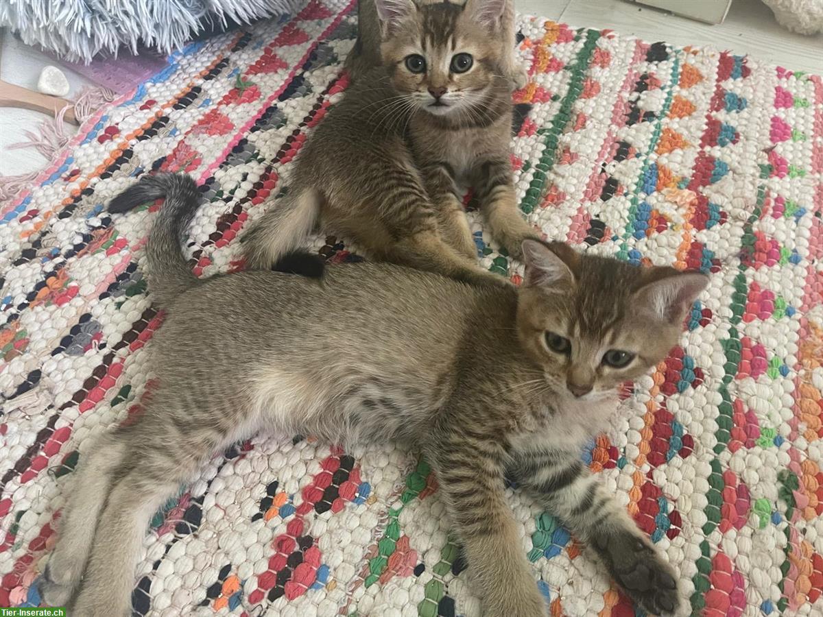 Bild 3: Bengal x BKH Mischling Kitten suchen 5⭐️ Zuhause