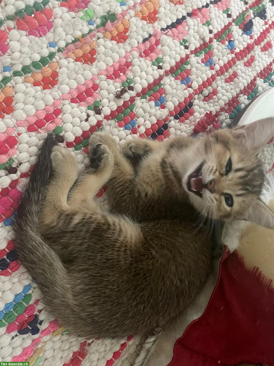 Bild 4: Bengal x BKH Mischling Kitten suchen 5⭐️ Zuhause