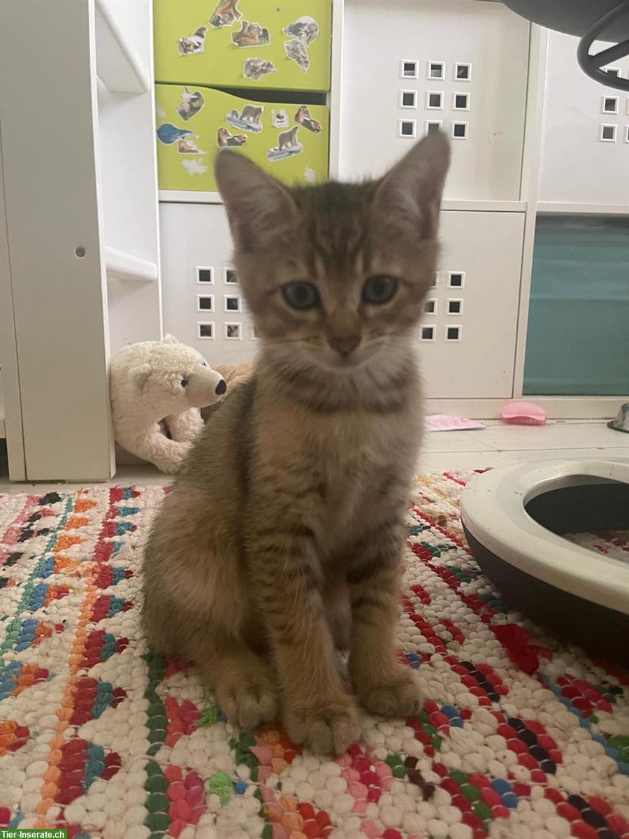 Bild 5: Bengal x BKH Mischling Kitten suchen 5⭐️ Zuhause