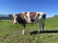 2 Swiss Fleckvieh Rinder zu verkaufen (Bio)