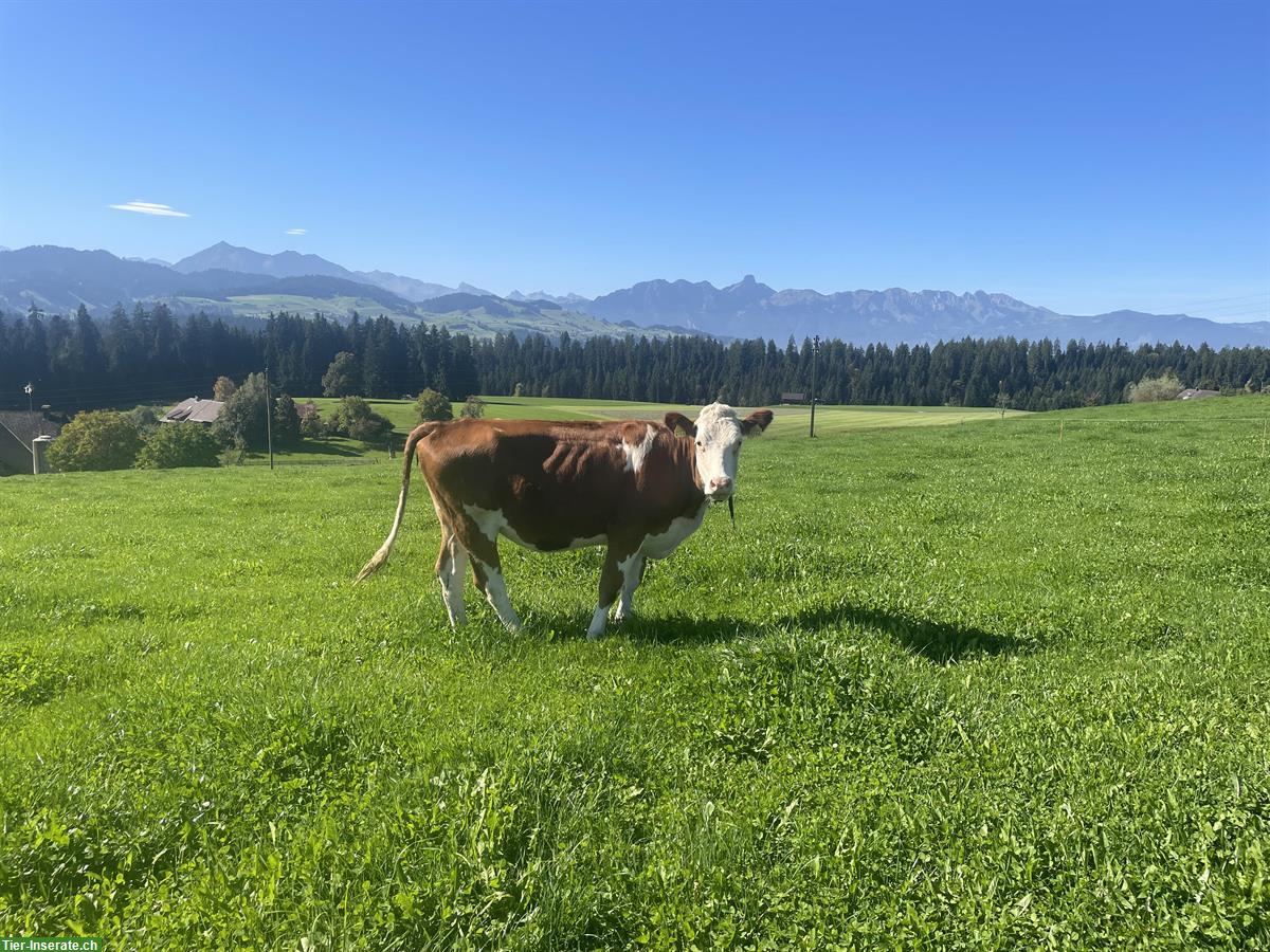 Bild 2: 2 Swiss Fleckvieh Rinder zu verkaufen (Bio)