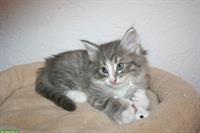 Norwegische Waldkatzen Kitten mit FFH-Stammbaum
