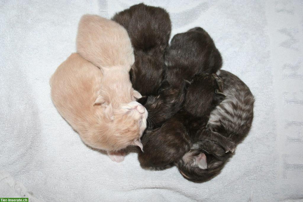 Bild 2: Norwegische Waldkatzen Kitten mit FFH-Stammbaum