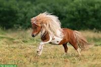 Gnadenbrotplatz für Pony zu vergeben