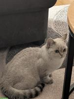 Britisch Kurzhaar Katze, 6 Monate jung
