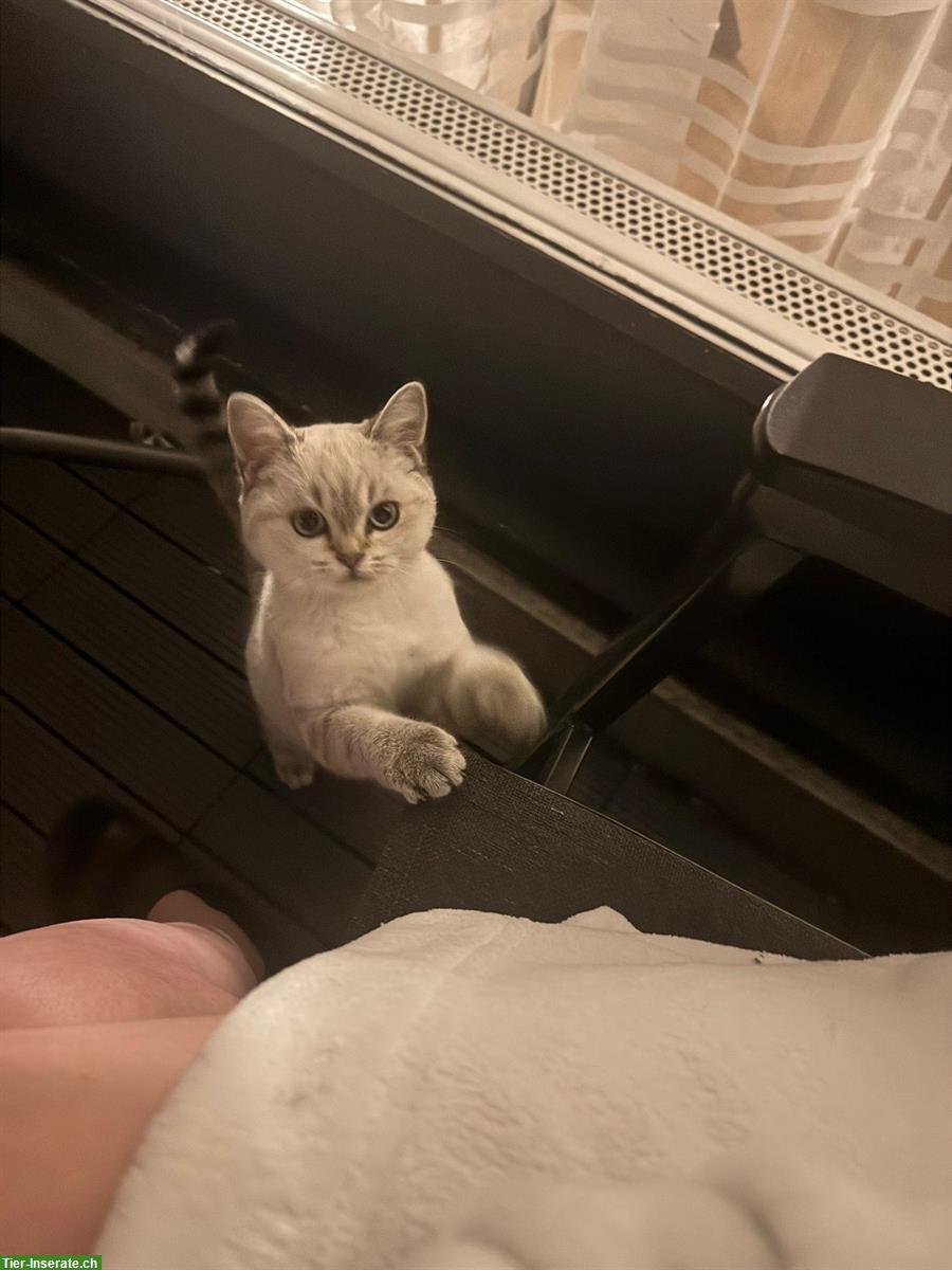 Bild 2: Britisch Kurzhaar Katze, 6 Monate jung