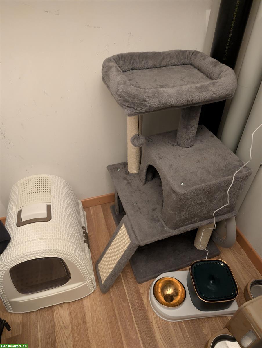 Bild 3: Britisch Kurzhaar Katze, 6 Monate jung