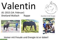 Shetlandpony Wallach, Rappe