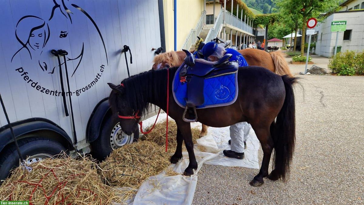 Bild 2: Shetlandpony Wallach, Rappe