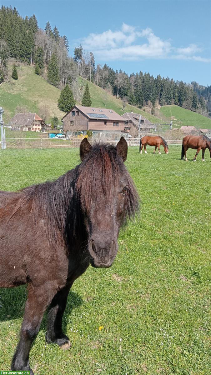 Bild 3: Shetlandpony Wallach, Rappe