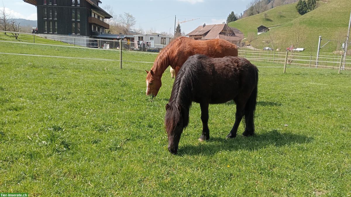 Bild 4: Shetlandpony Wallach, Rappe