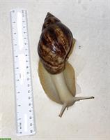 XL Achatschnecken, Lissachatina Reticulata