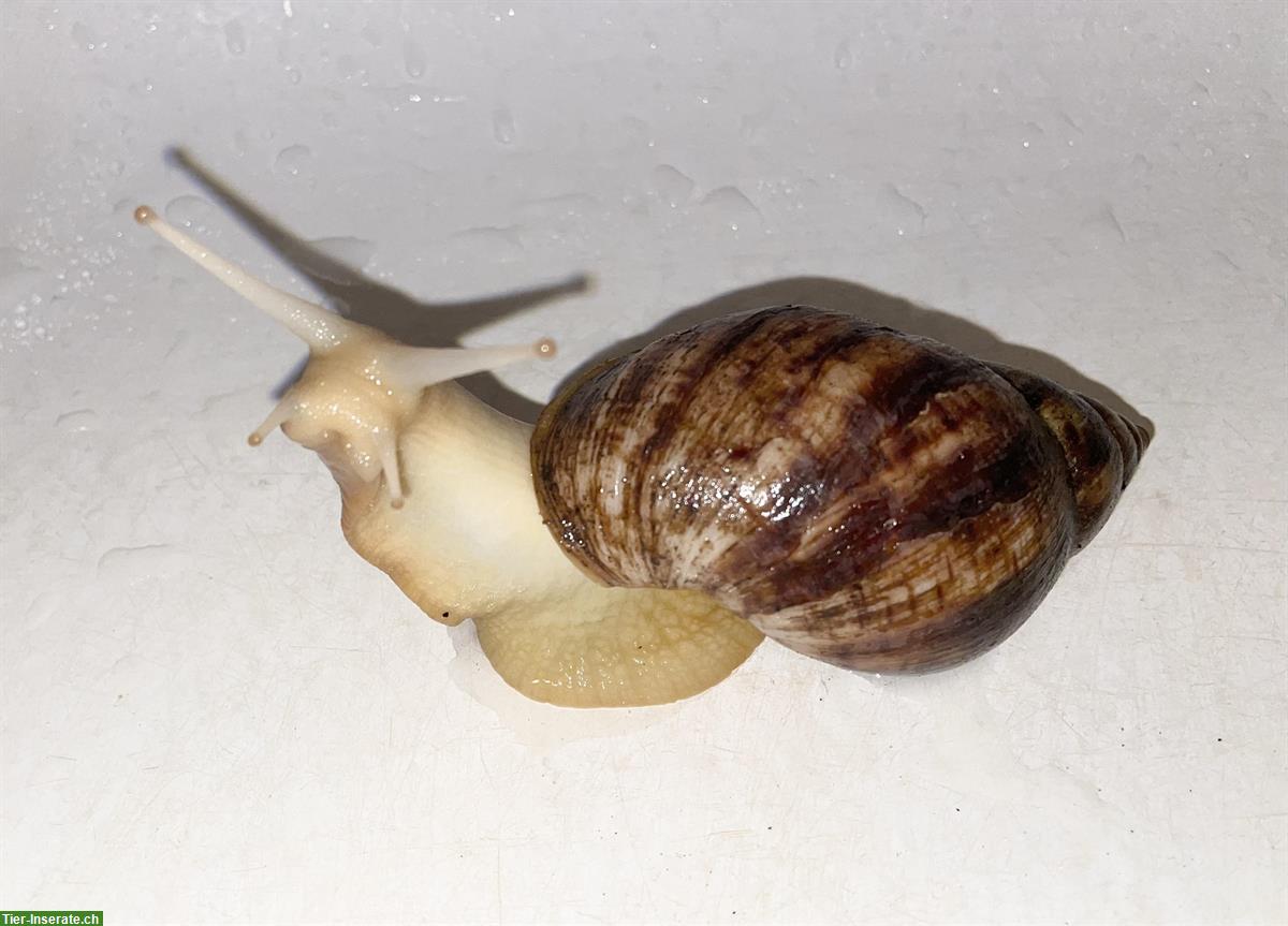 Bild 2: XL Achatschnecken, Lissachatina Reticulata