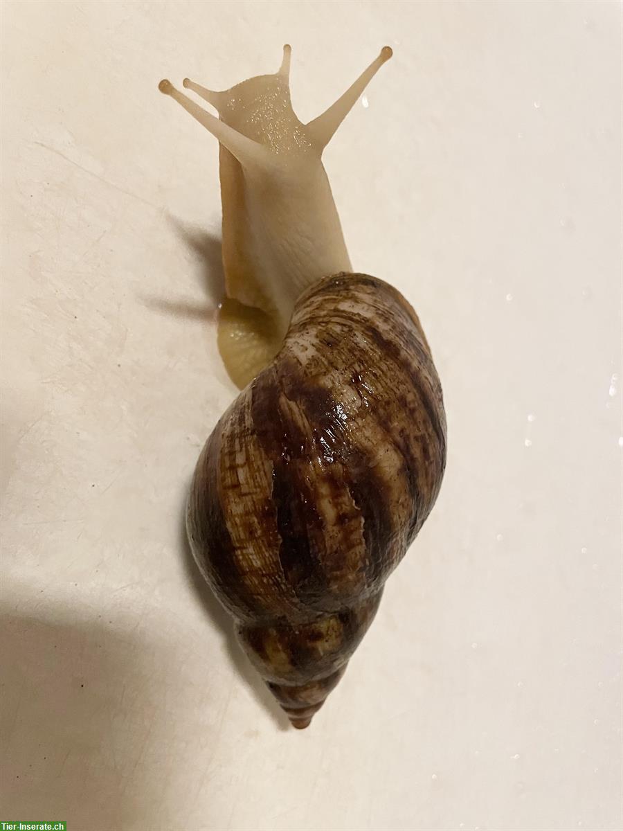 Bild 3: XL Achatschnecken, Lissachatina Reticulata