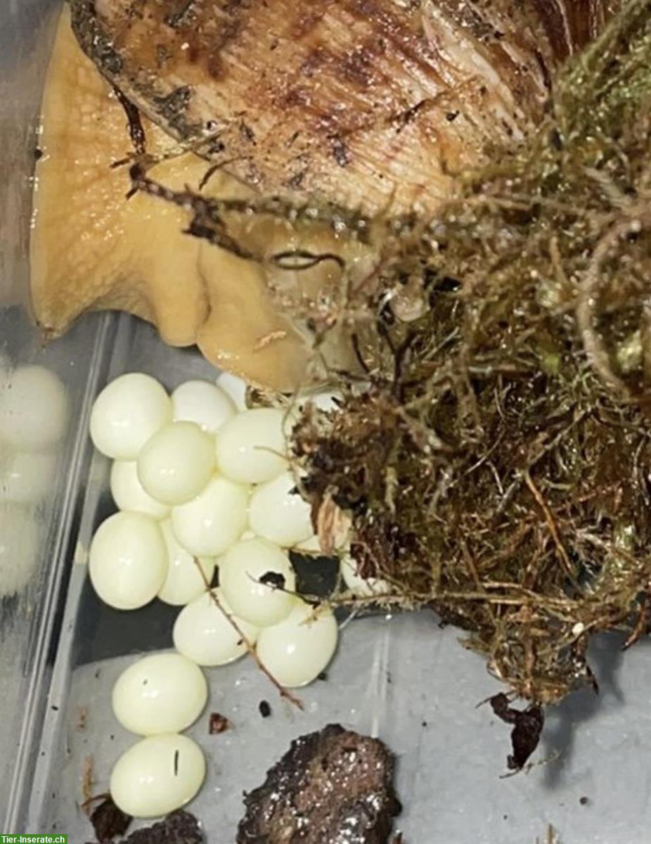 Bild 4: XL Achatschnecken, Lissachatina Reticulata