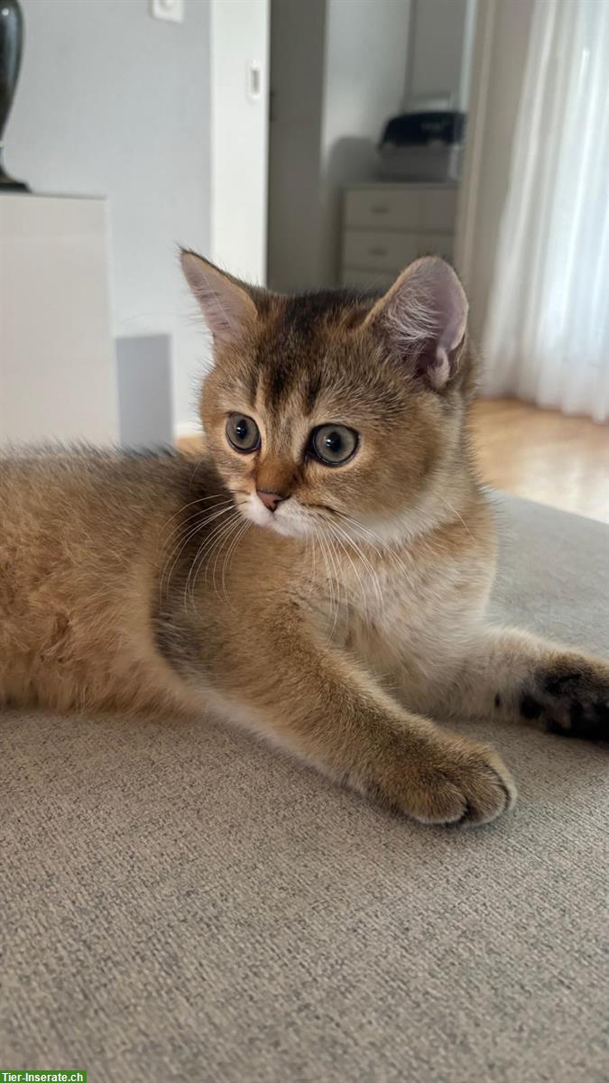 Britisch Kurzhaar Kater, Golden Chinchilla, 4.5 Monate