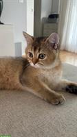 Britisch Kurzhaar Kater, Golden Chinchilla, 4.5 Monate