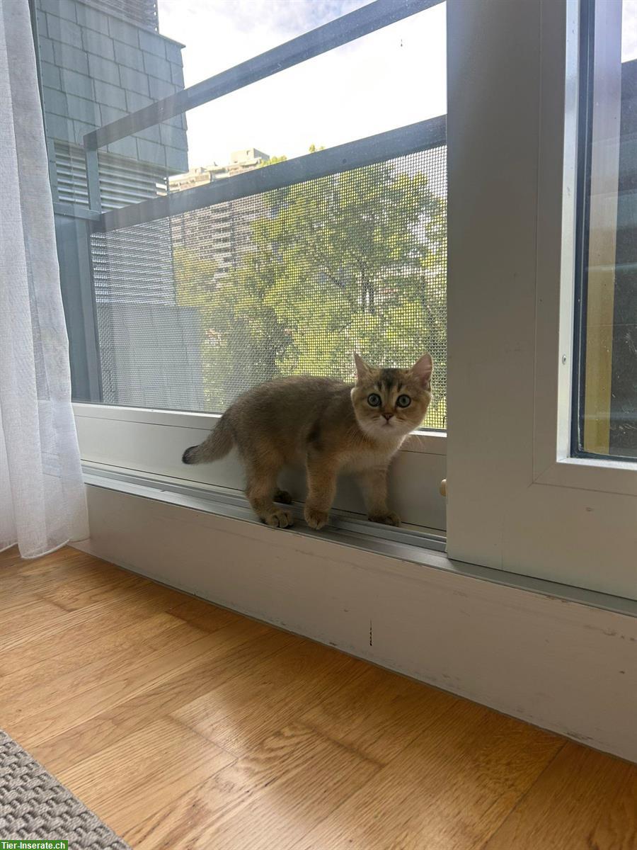 Bild 2: Britisch Kurzhaar Kater, Golden Chinchilla, 4.5 Monate