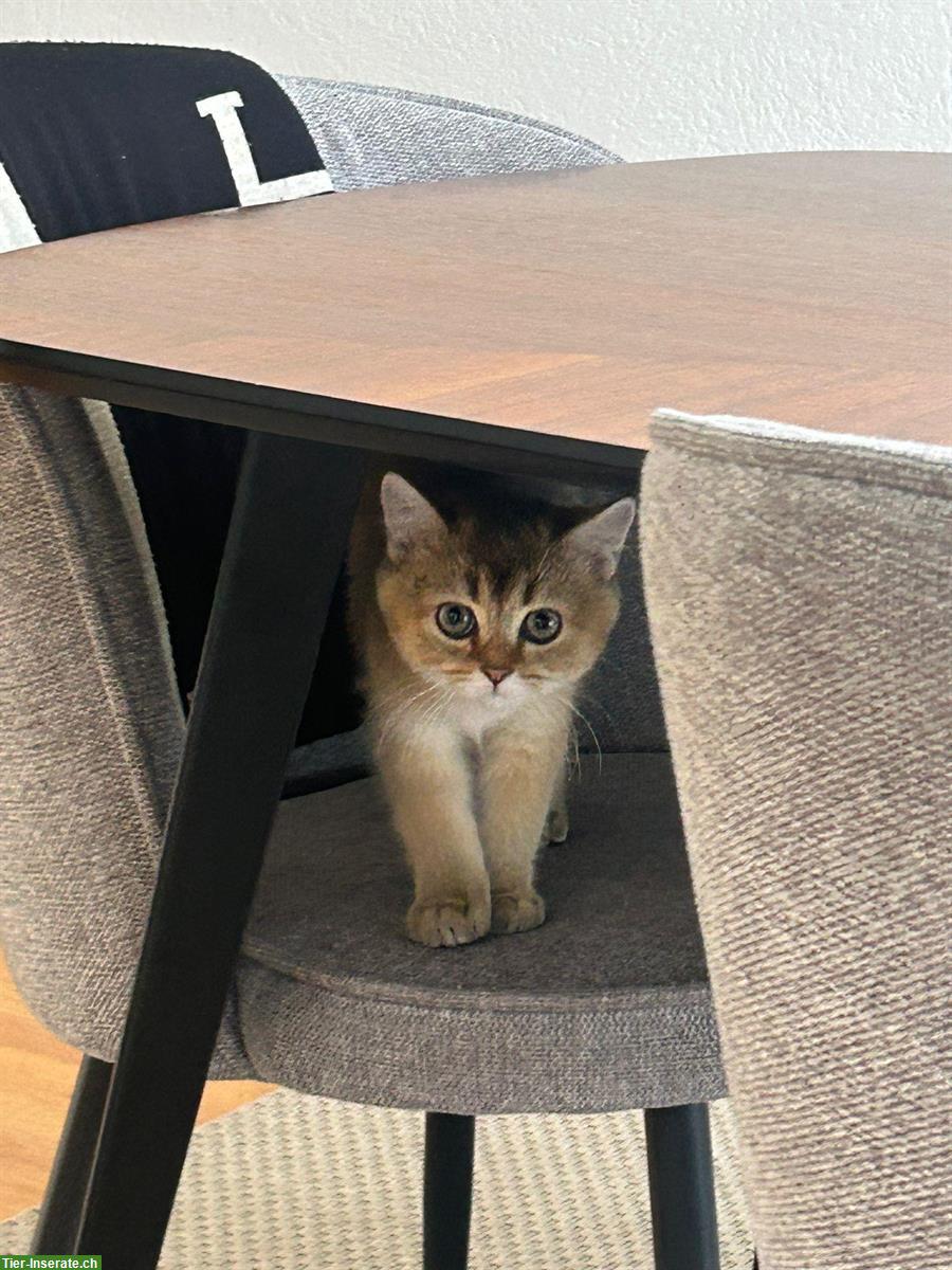 Bild 3: Britisch Kurzhaar Kater, Golden Chinchilla, 4.5 Monate