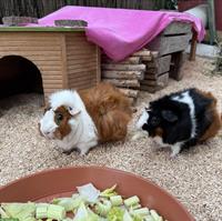 Rosetten-Meerschweinchen Weibchen suchen neues Zuhause