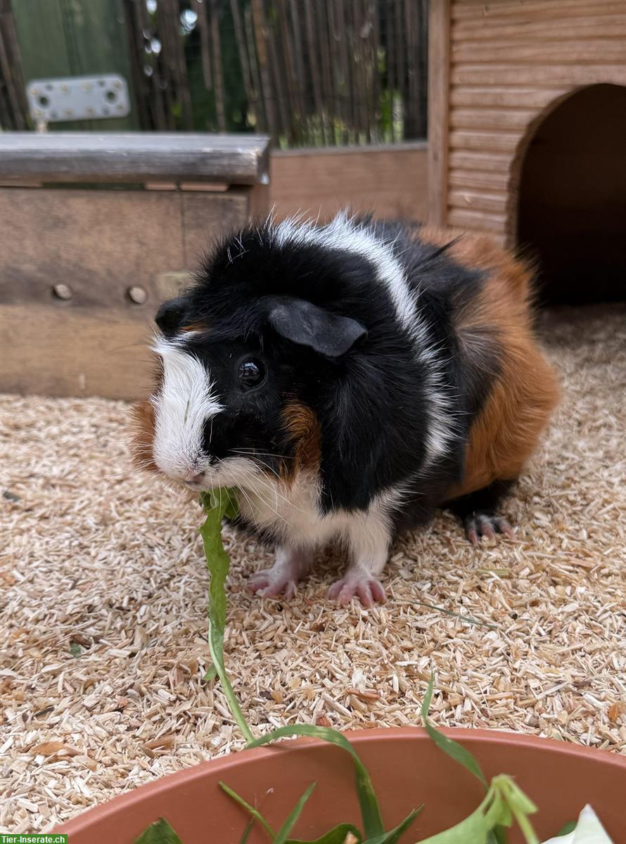 Bild 2: Rosetten-Meerschweinchen Weibchen suchen neues Zuhause