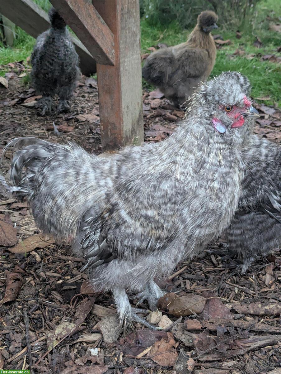 GRATIS: Junger Seidenhuhn Hahn, gesperbert