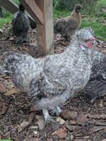 GRATIS: Junger Seidenhuhn Hahn, gesperbert