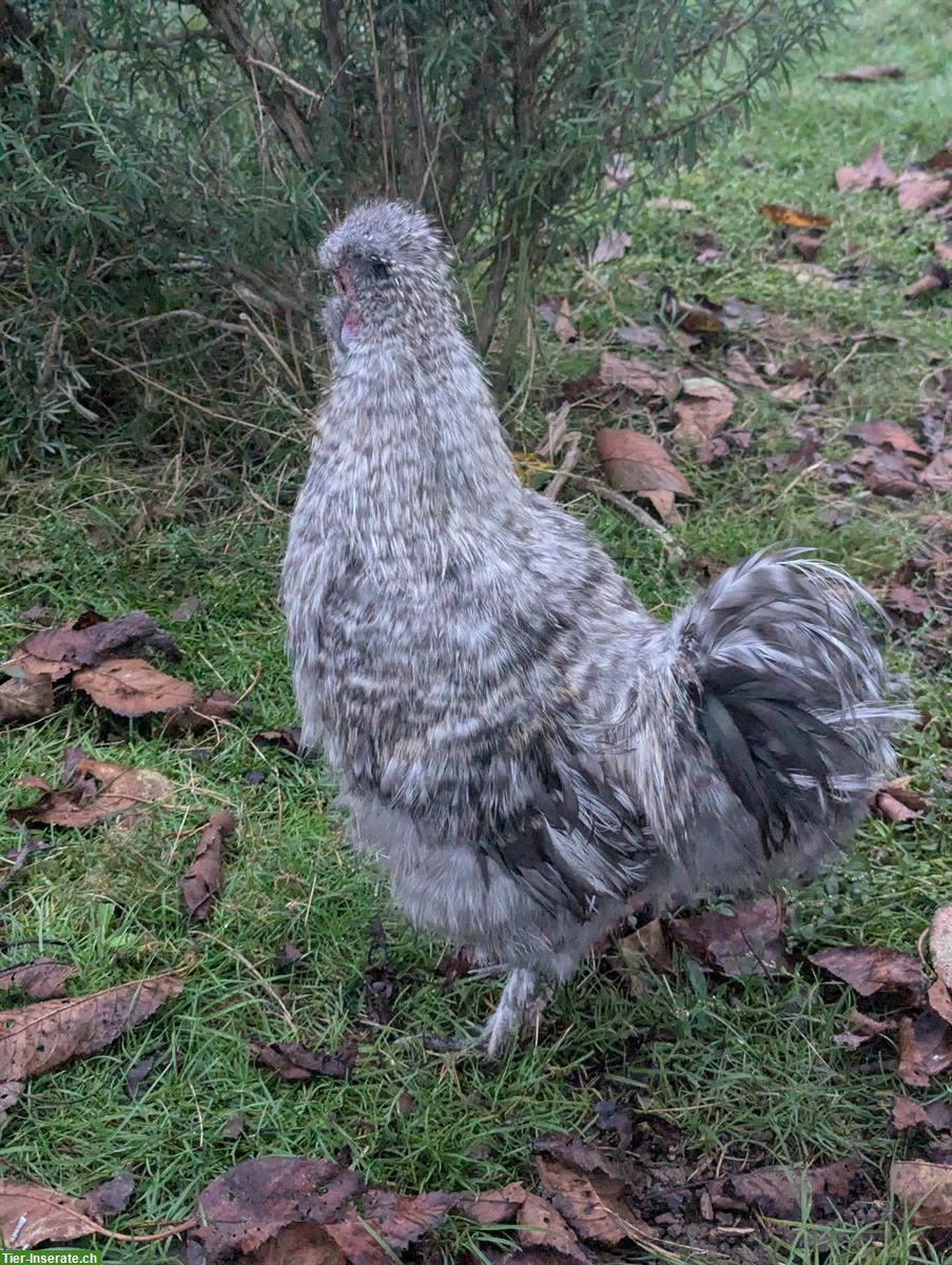 Bild 2: GRATIS: Junger Seidenhuhn Hahn, gesperbert