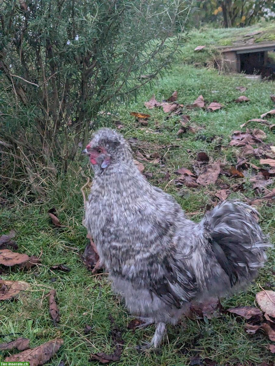 Bild 3: GRATIS: Junger Seidenhuhn Hahn, gesperbert