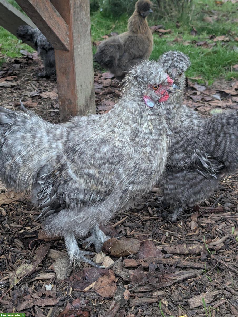 Bild 4: GRATIS: Junger Seidenhuhn Hahn, gesperbert
