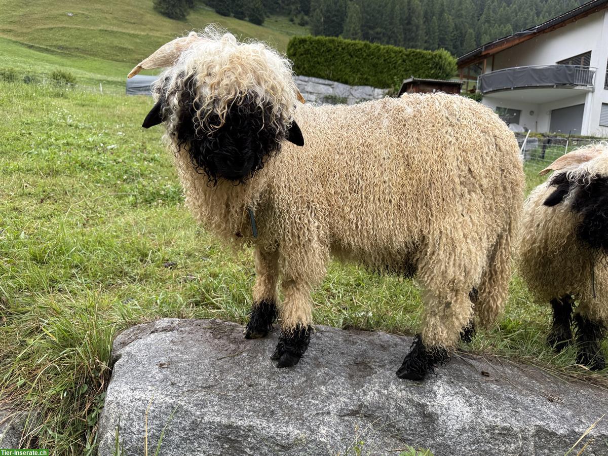 Junger Walliser Schwarznasenschaf Widder