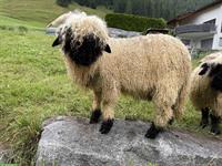 Junger Walliser Schwarznasenschaf Widder