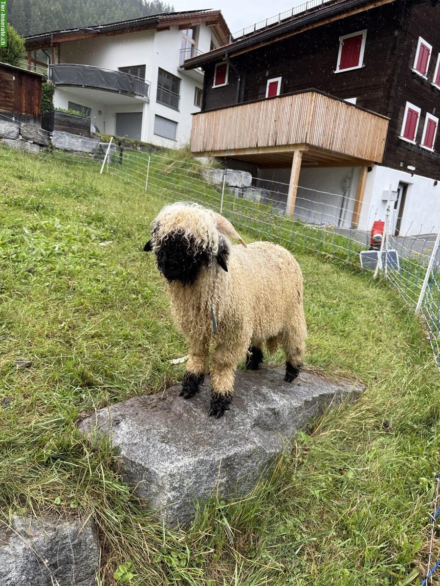 Bild 2: Junger Walliser Schwarznasenschaf Widder