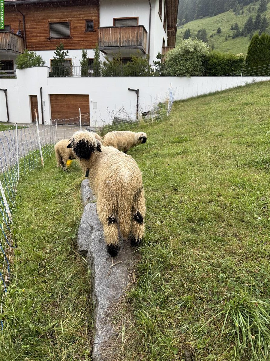 Bild 3: Junger Walliser Schwarznasenschaf Widder
