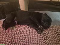Schwarze Labrador Welpen (Rüden und Hündinnen)