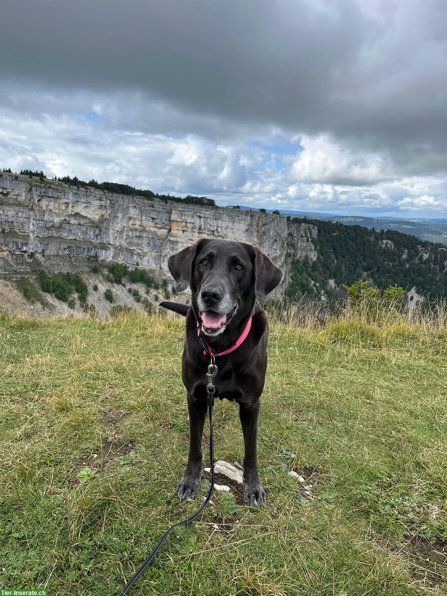 Bild 2: Schwarze Labrador Welpen (Rüden und Hündinnen)