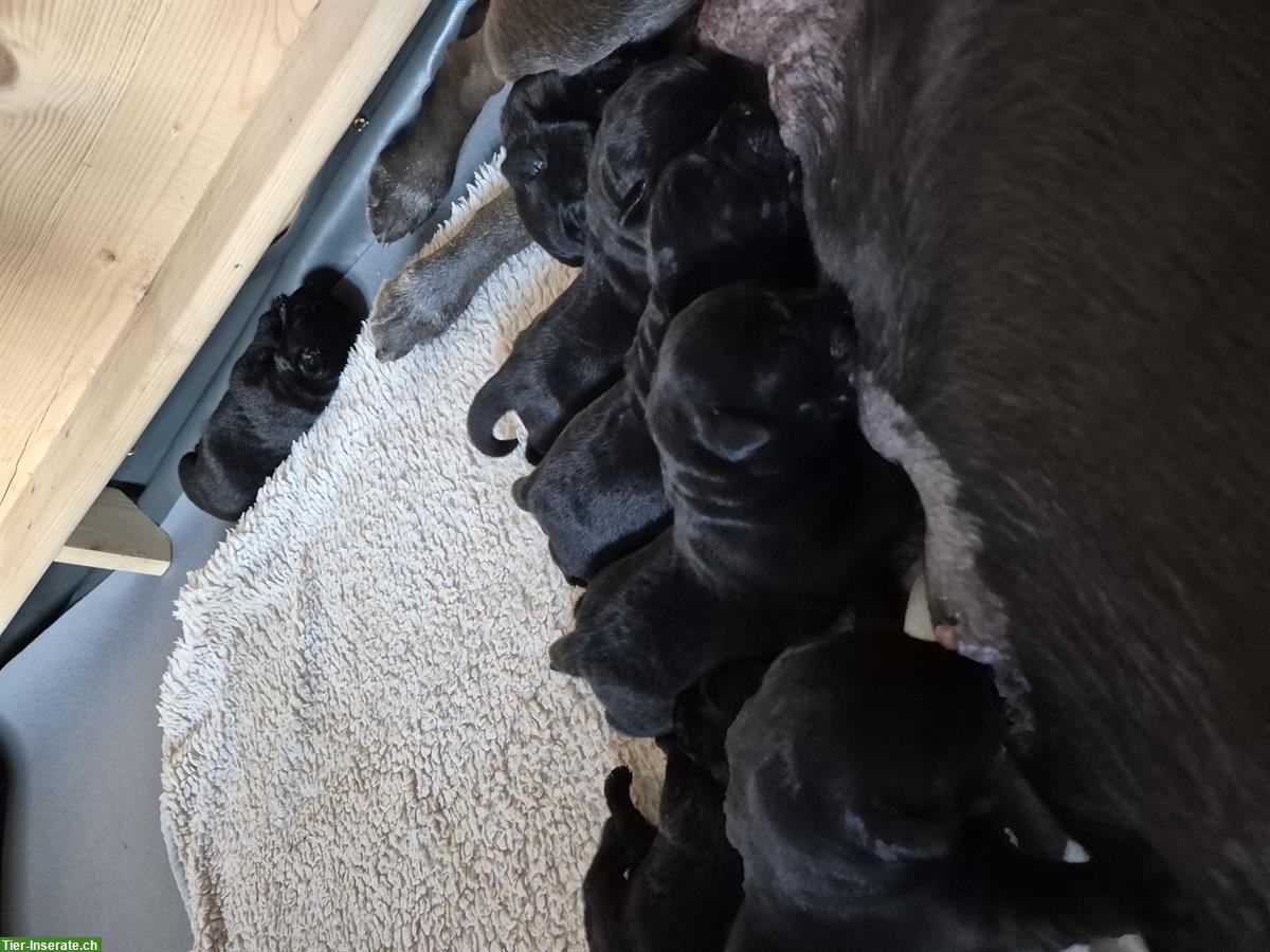 Bild 3: Schwarze Labrador Welpen (Rüden und Hündinnen)