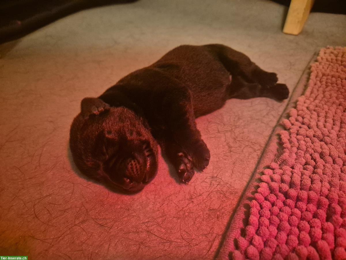 Bild 5: Schwarze Labrador Welpen (Rüden und Hündinnen)