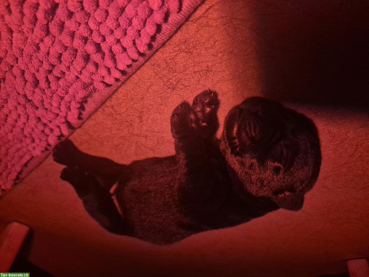 Bild 6: Schwarze Labrador Welpen (Rüden und Hündinnen)