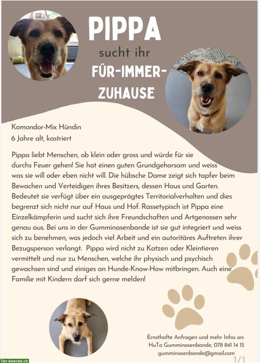 Komondor Mix Hündin sucht verantwortungsvolles Zuhause