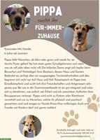 Komondor Mix Hündin sucht verantwortungsvolles Zuhause