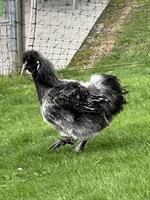 Junger Seidenhahn silberwildfarbig sucht Platz