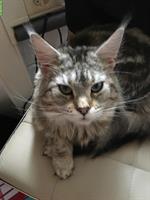 5-jährige Maine Coon Kätzin silver tabby, Einzelhaltung