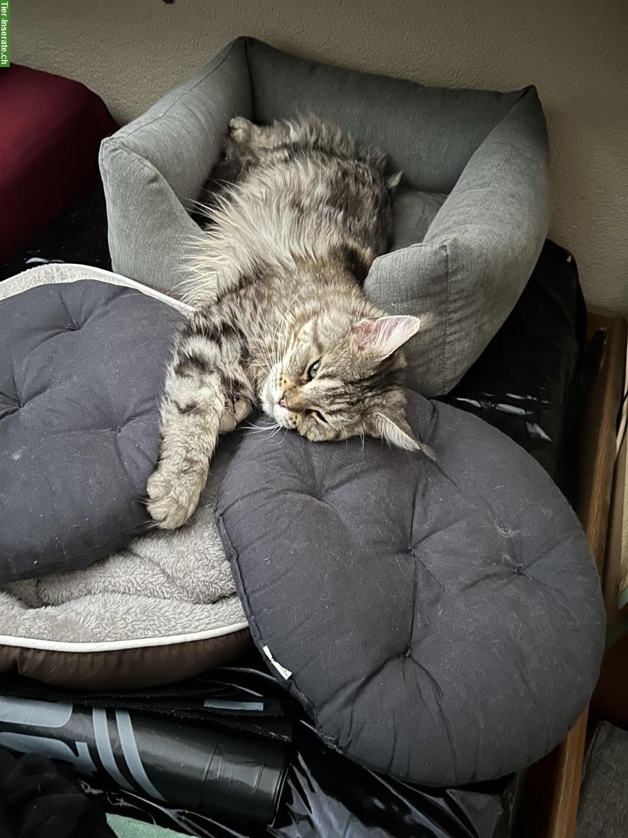 Bild 2: 5-jährige Maine Coon Kätzin silver tabby, Einzelhaltung