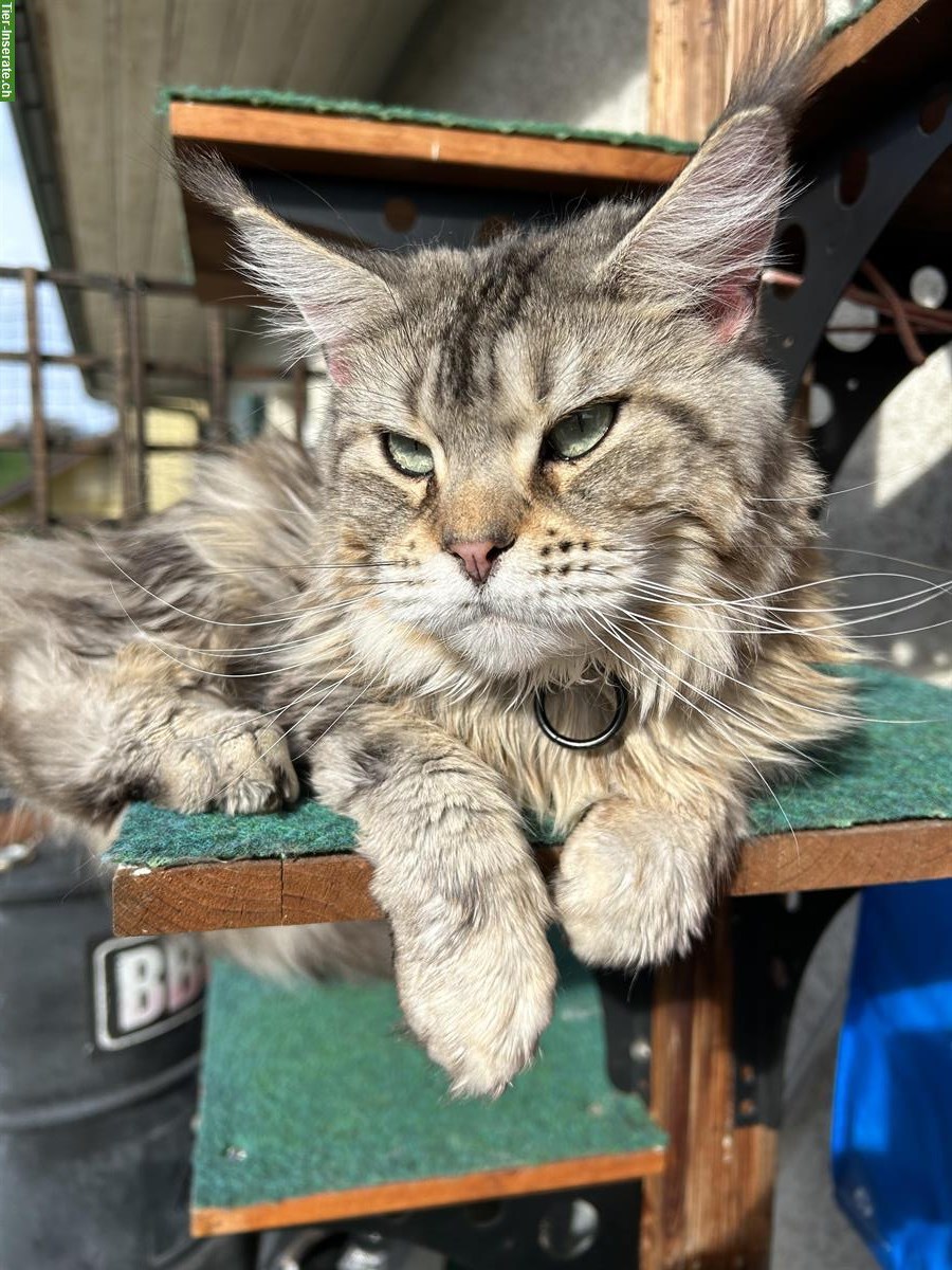 Bild 3: 5-jährige Maine Coon Kätzin silver tabby, Einzelhaltung